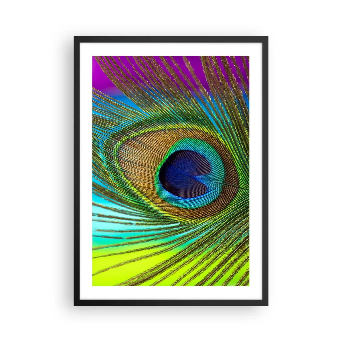 Poster in cornice nera - Particolare di una piuma di pavone dai colori intensi - 50x70cm - Occhio nell'occhio - Decorazione murale moderna per soggiorno e camera da letto ARTTOR