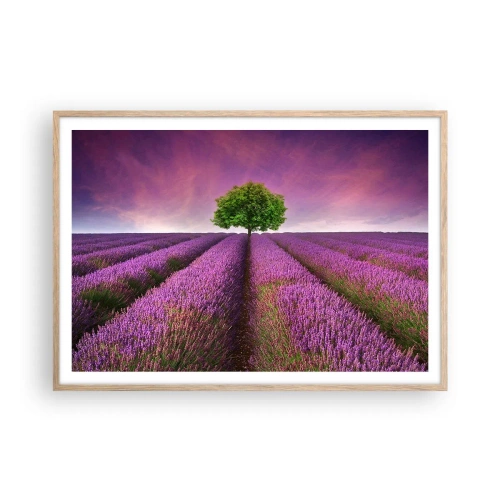 Poster in cornice rovere chiaro - Sui campi di lavanda - 100x70 cm