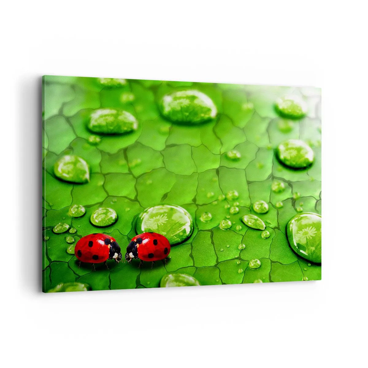 Quadro su tela - Stampe su Tela - Due coccinelle su una foglia con gocce d'acqua in macrofotografia - 100x70cm - Incontro in verde - Decorazione murale moderna per soggiorno e camera da letto ARTTOR