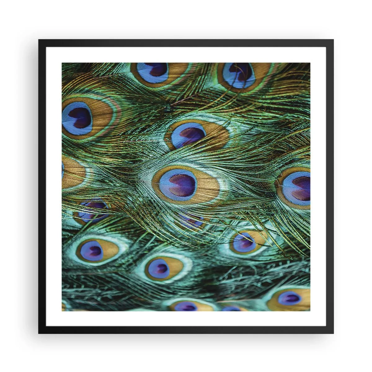 Poster in cornice nera - Lo sguardo del pavone - 60x60 cm