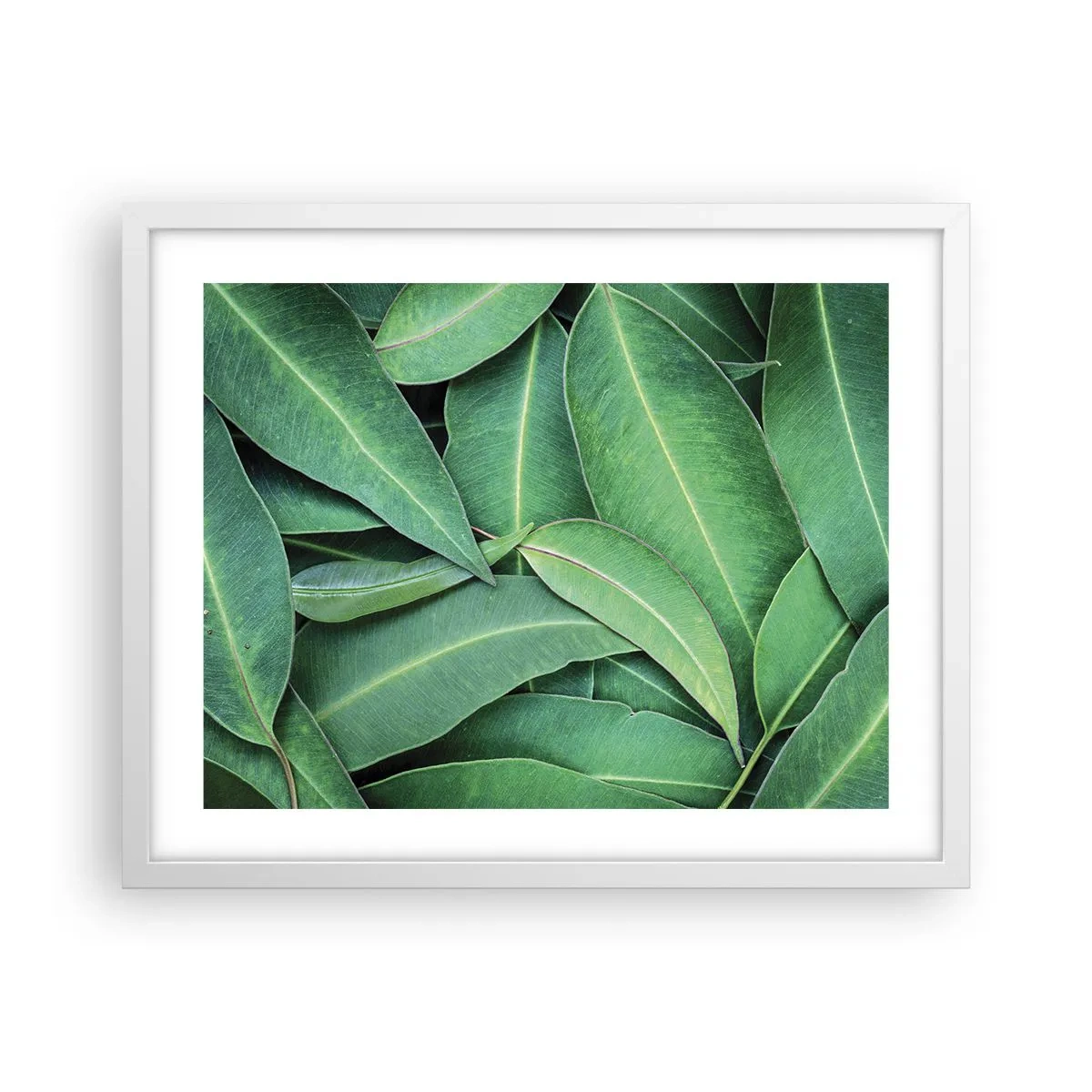 Poster in cornice bianca - Succosi e freschi - 50x40 cm