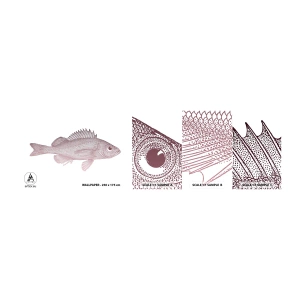 Campione di Fotomurale Adesivo Deluxe Sticker - Il pesce dagli occhi enormi - Pescare, Sott'acqua, Minimalista - 100x30 cm