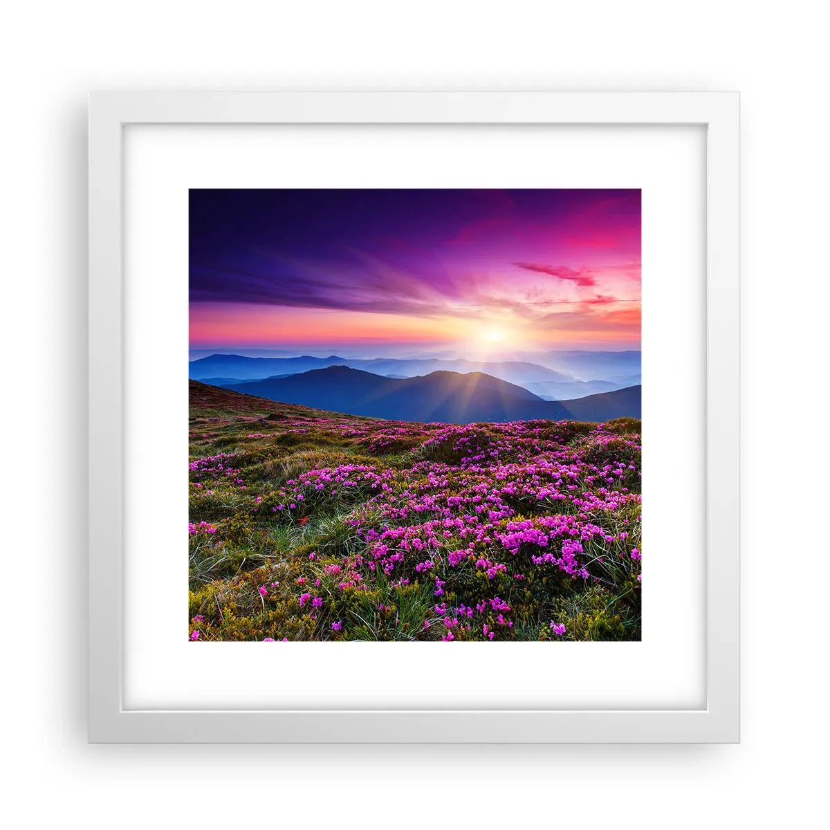 Poster in cornice bianca - Il profumo dei fiori freschi del campo - 30x30 cm