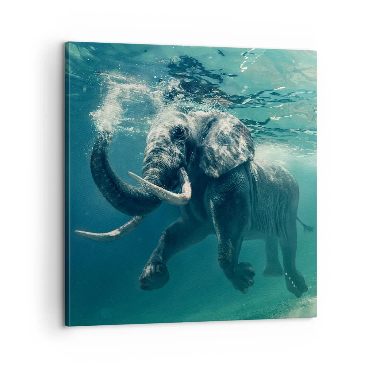 Quadro su tela - Stampe su Tela - Tutti amano nuotare - 60x60 cm