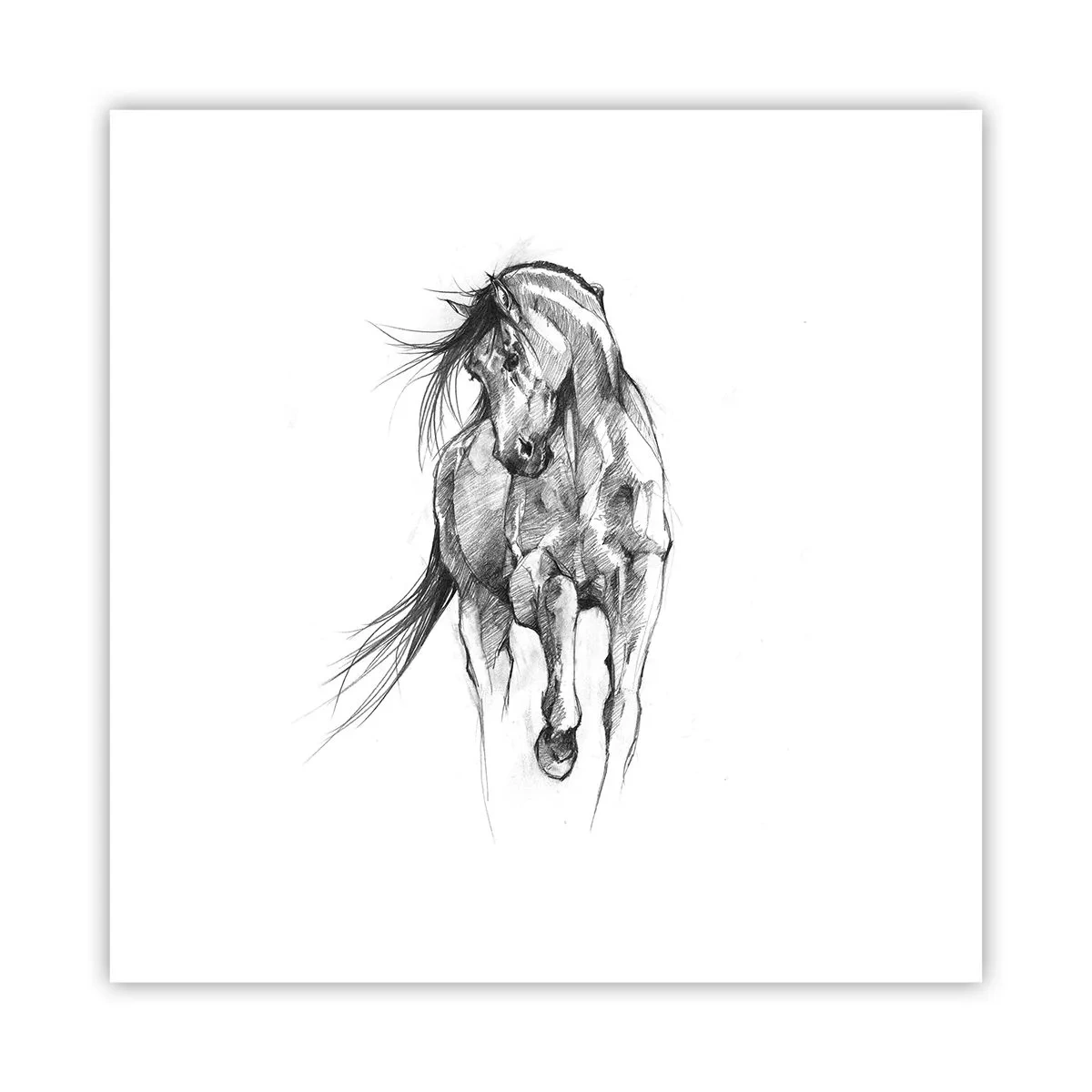 Poster - Trotto aggraziato - 30x30 cm