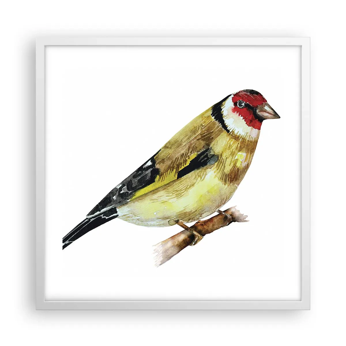 Poster in cornice bianca - Ritratto di uccello - 50x50 cm