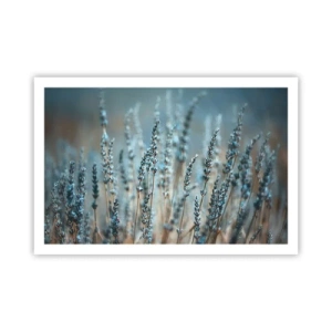 Poster - Campo profumato - 91x61 cm