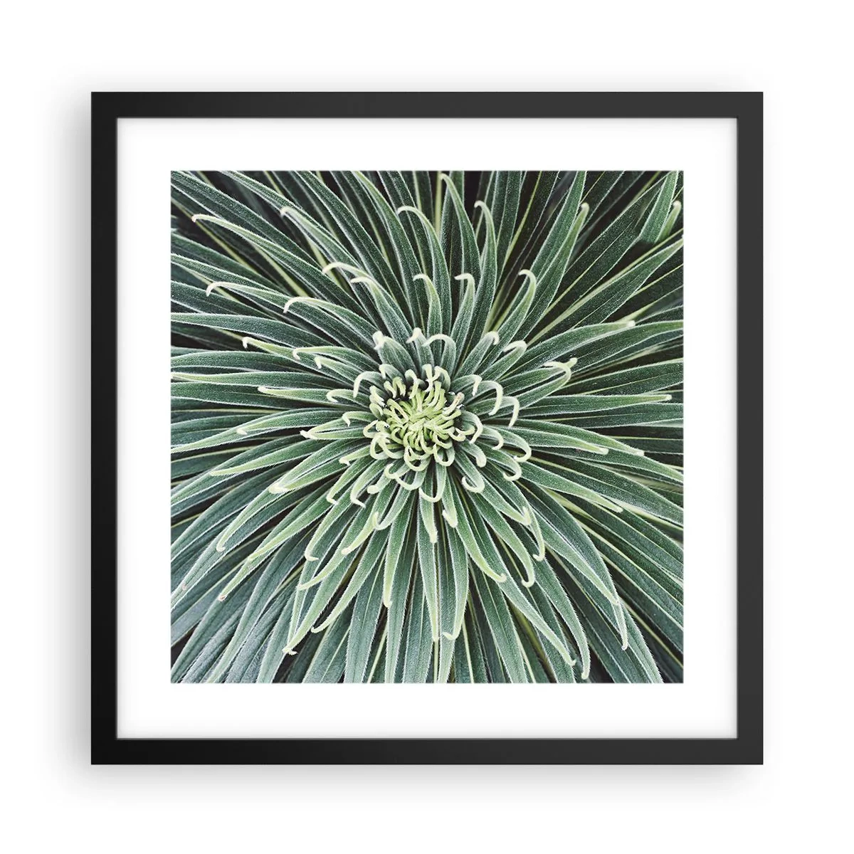 Poster in cornice nera - La nascita delle stelle - 40x40 cm