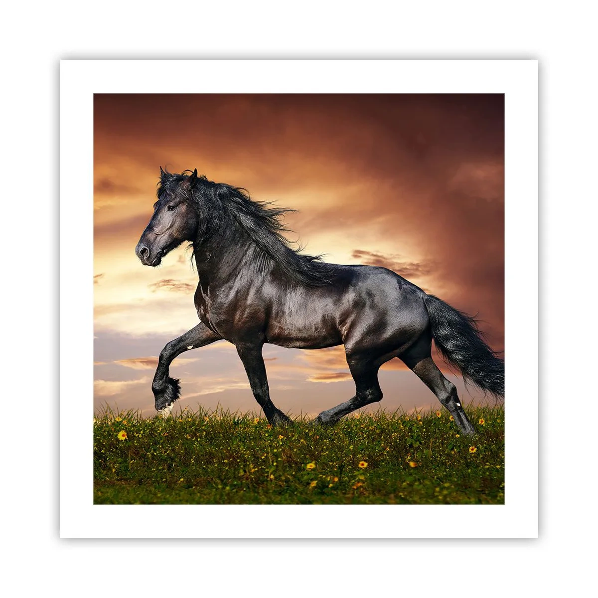 Poster - Il principe nero - 50x50 cm