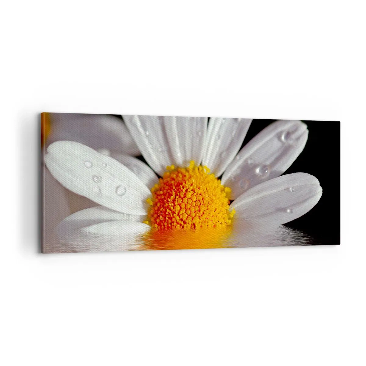 Quadro su tela - Stampe su Tela - L'alba della margherita - 100x40 cm