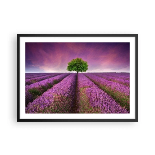 Poster in cornice nera - Un campo di lavanda con un albero solitario e un cielo viola - 70x50cm - Sui campi di lavanda - Decorazione murale moderna per soggiorno e camera da letto ARTTOR