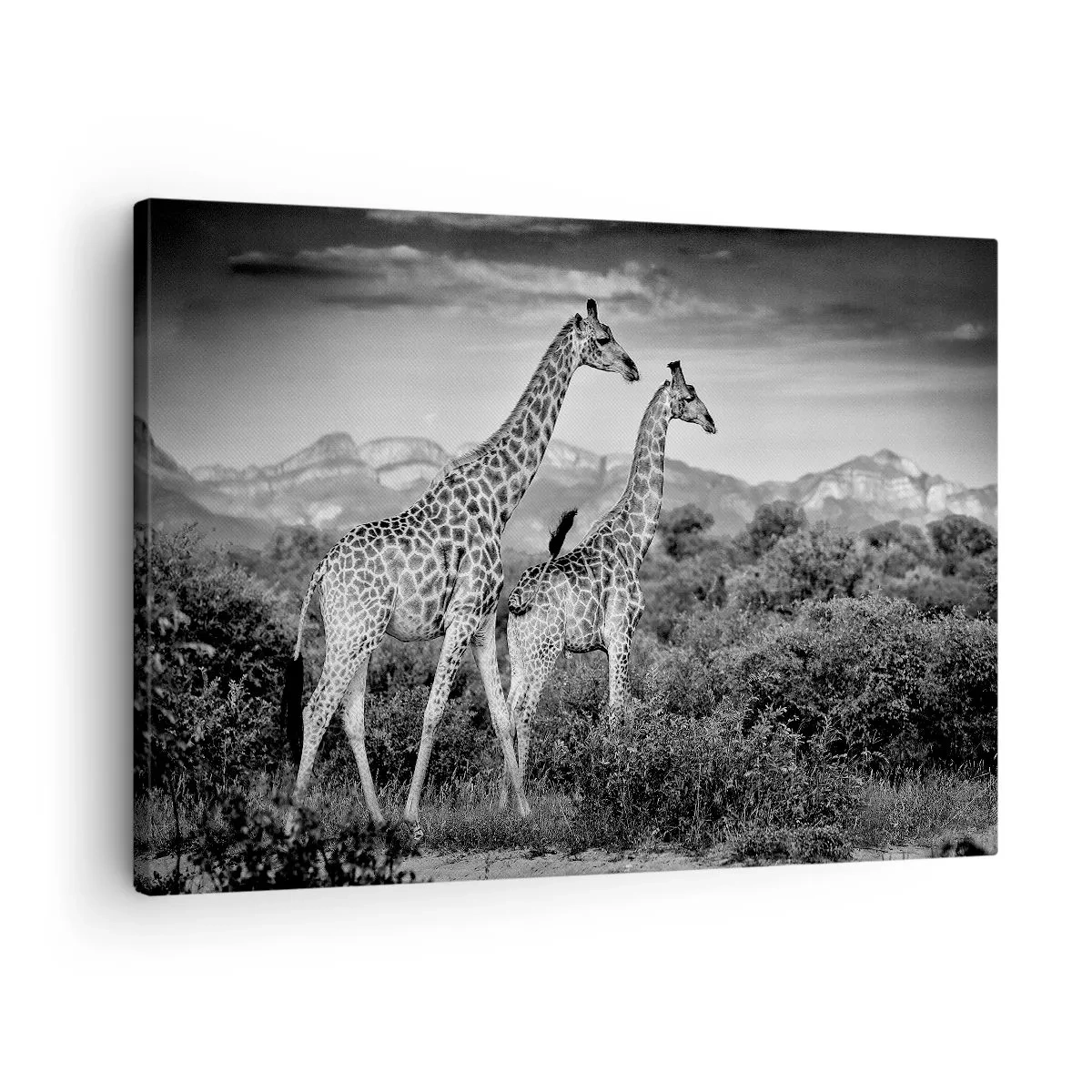 Quadro su tela - Stampe su Tela - Sagome in bianco e nero di due giraffe nella savana - 70x50cm - Alta classe in Africa - Decorazione murale moderna per soggiorno e camera da letto ARTTOR