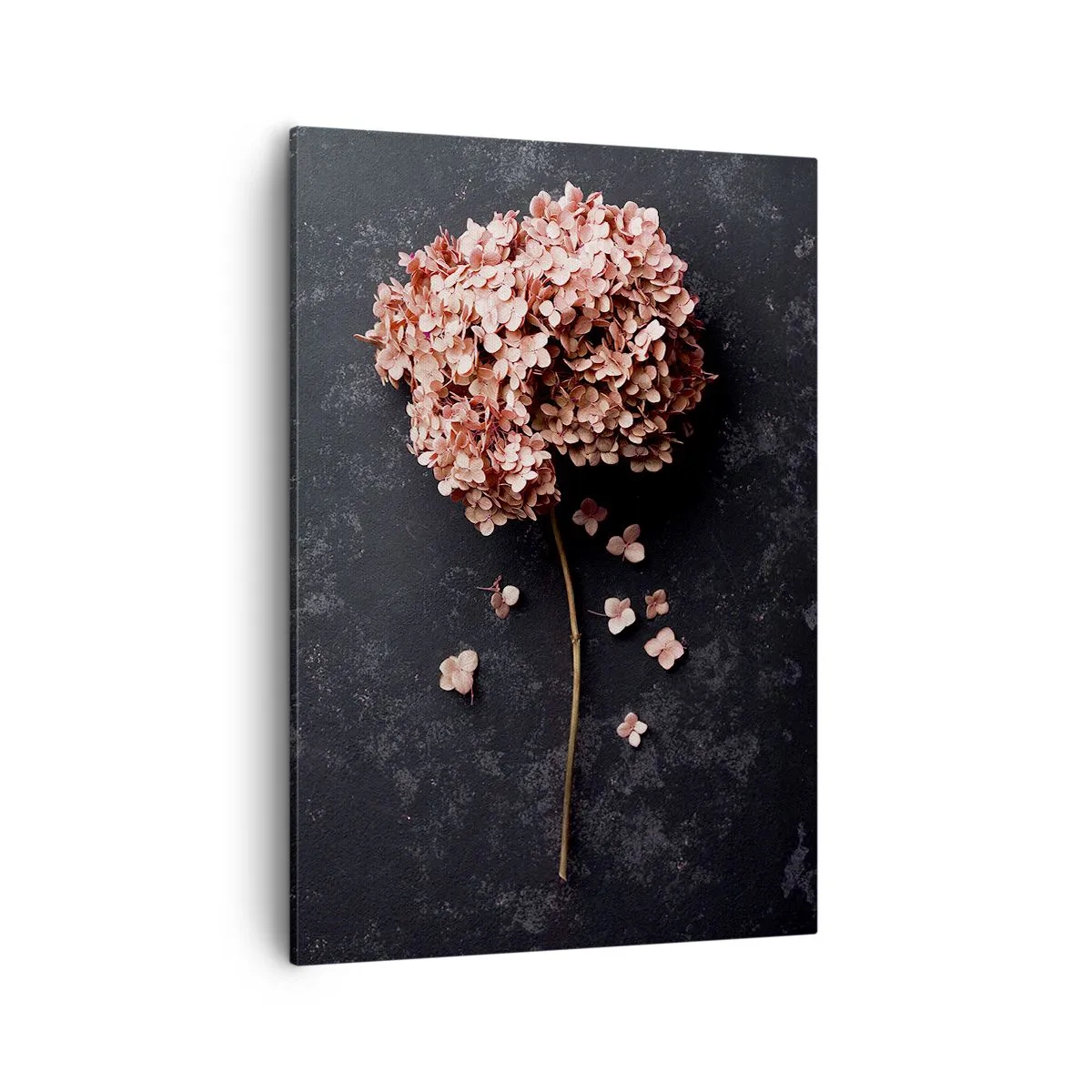 Quadro su tela - Stampe su Tela - Un delicato fiore di ortensia su uno sfondo scuro - 50x70cm - Un vero segno romantico - Decorazione murale moderna per soggiorno e camera da letto ARTTOR
