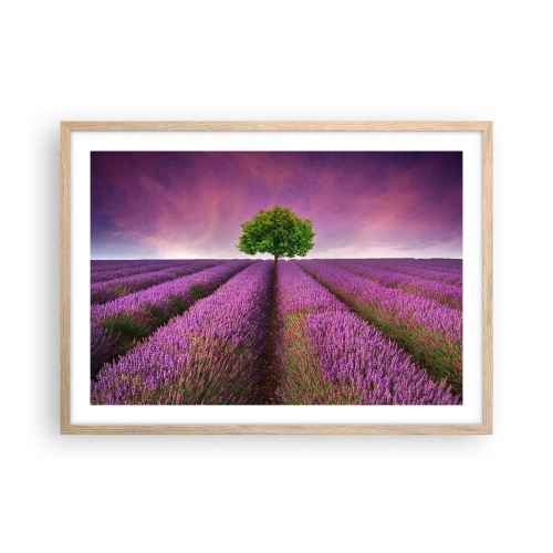 Poster in cornice rovere chiaro - Sui campi di lavanda - 70x50 cm