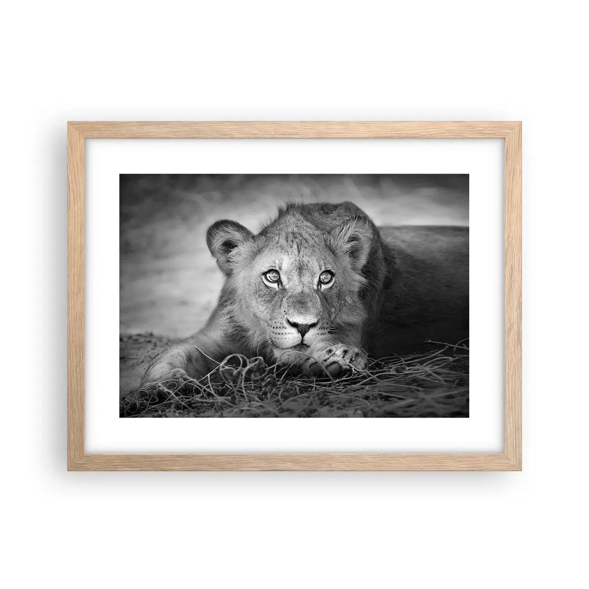 Poster in cornice rovere chiaro - Cucciolo reale - 40x30 cm