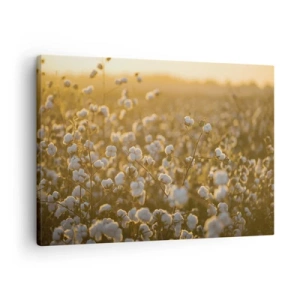 Quadro su tela - Stampe su Tela - Un campo di cotone nella calda luce del sole al tramonto - 70x50cm - Campo di morbidezza - Decorazione murale moderna per soggiorno e camera da letto ARTTOR