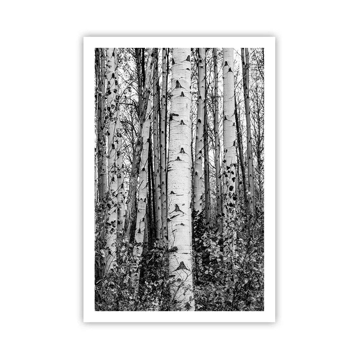 Poster - Colonnato di betulle - 61x91 cm