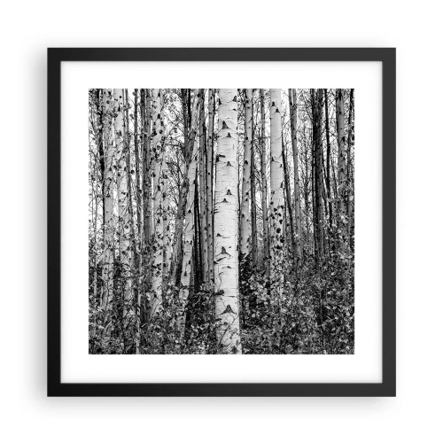 Poster in cornice nera - Colonnato di betulle - 40x40 cm