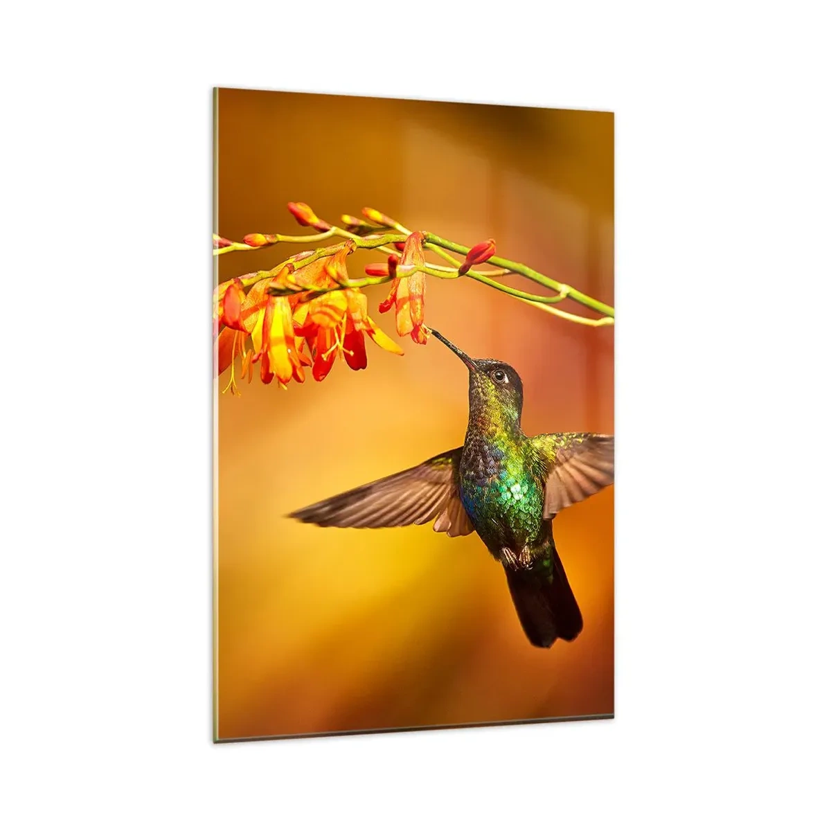 Quadro su vetro - Colibrì vicino a un fiore nella calda luce - 80x120cm - Messaggero di luce secondo i Maya - Decorazione murale moderna per soggiorno e camera da letto ARTTOR