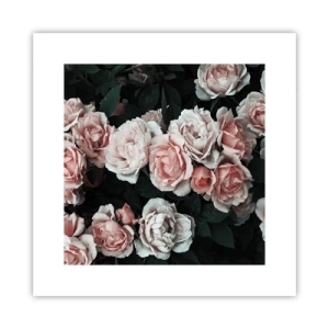 Poster - Composizione di rose - 30x30 cm
