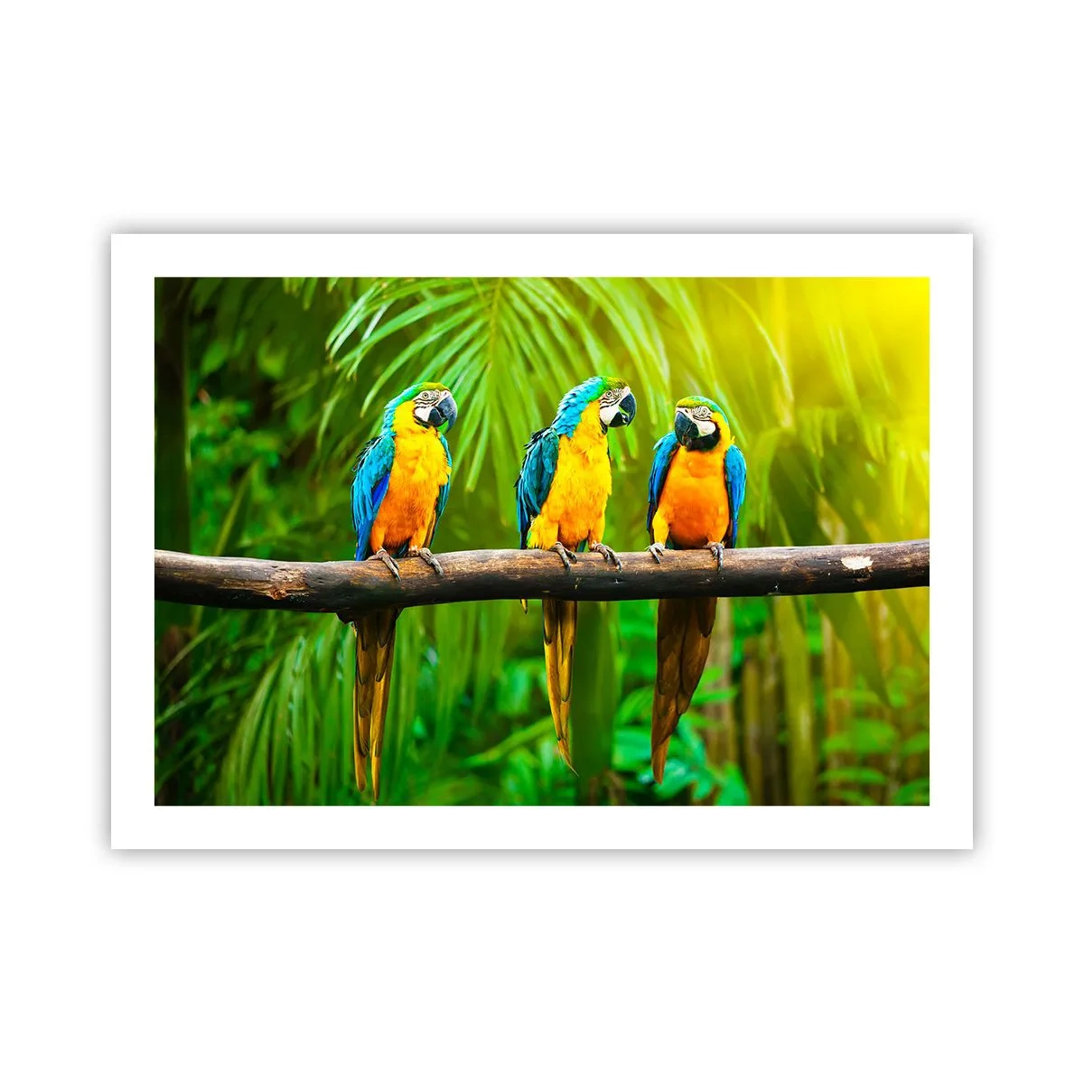 Poster - Hai sentito che ha fatto? - 70x50 cm