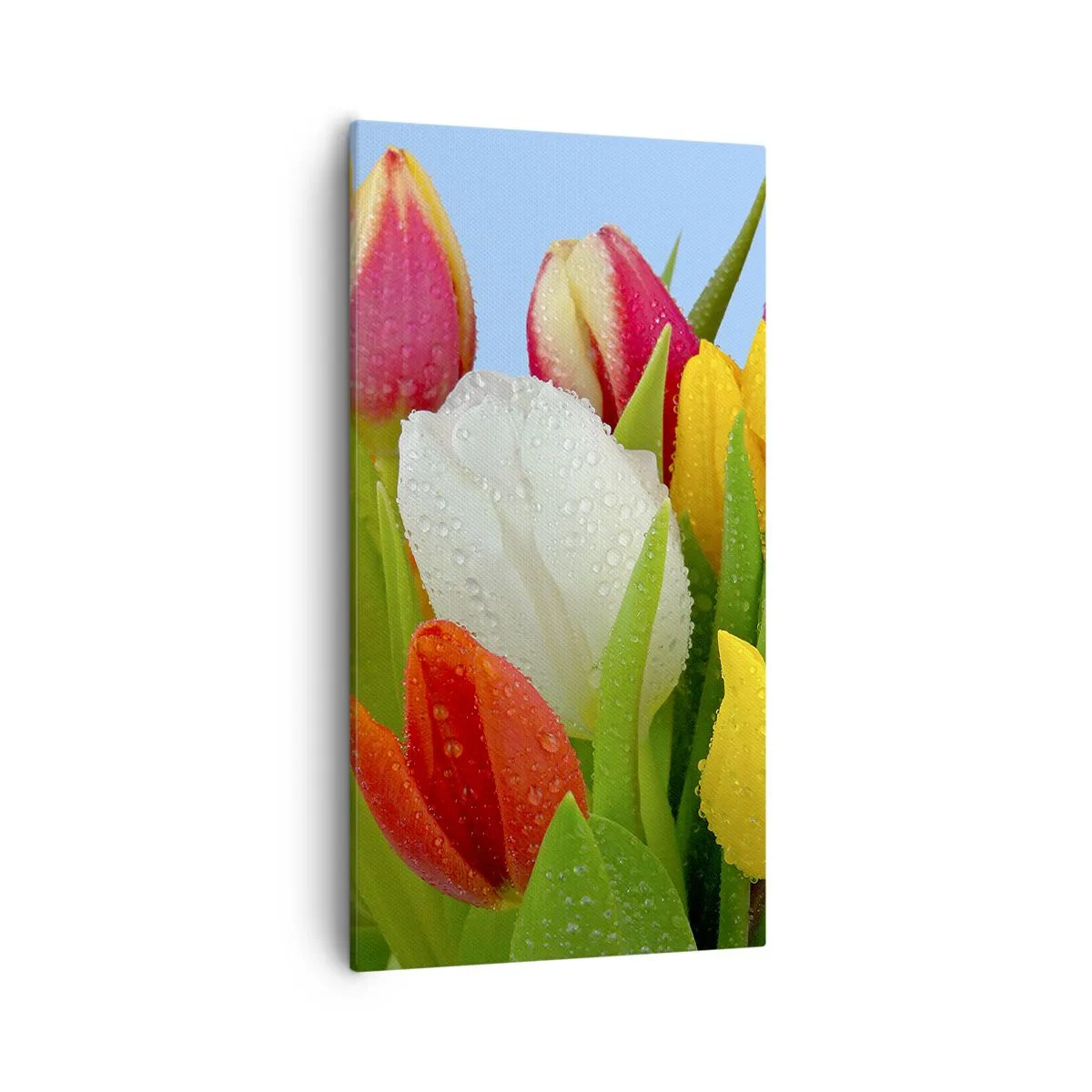 Quadro su tela - Stampe su Tela - Fiori multicolori nella rugiada - 55x100 cm