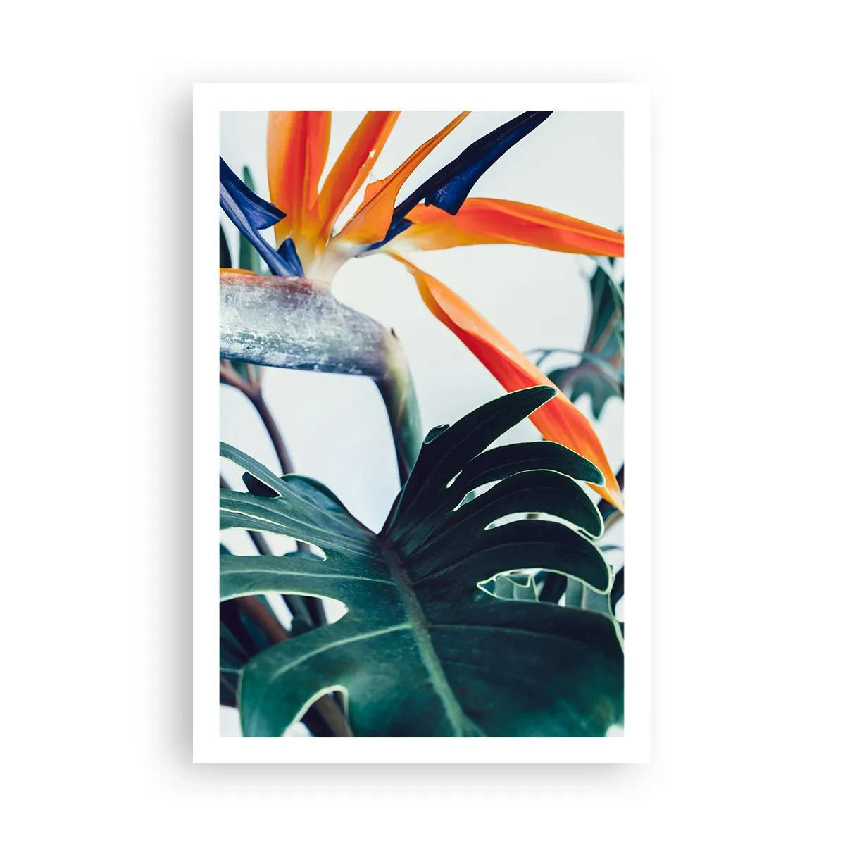 Poster - Pianta uccello - 61x91 cm