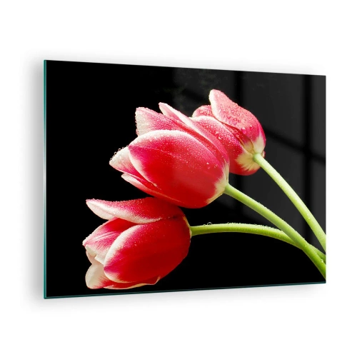 Quadro su vetro - Tulipani rossi con gocce di rugiada su sfondo nero - 70x50cm - Promessa di amore puro - Decorazione murale moderna per soggiorno e camera da letto ARTTOR