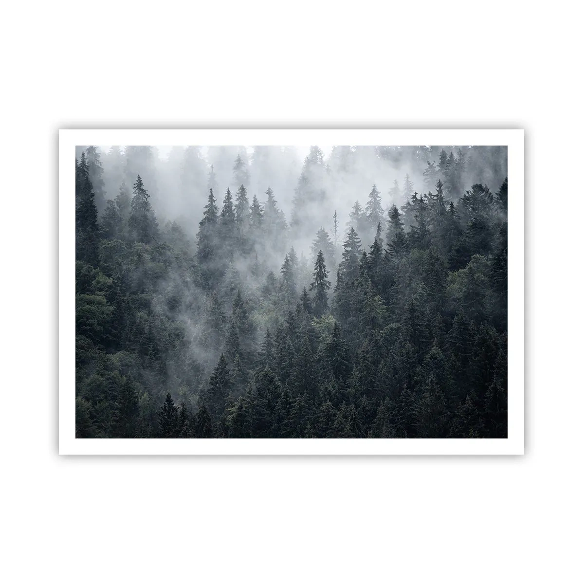 Poster - Foresta di conifere nebbiosa nei toni del grigio e del verde - 100x70cm - Alba nel bosco - Decorazione murale moderna per soggiorno e camera da letto ARTTOR