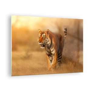 Quadro su vetro - Tigre in luce dorata su uno sfondo di savana secca - 70x50cm - Prima dell'attacco - Decorazione murale moderna per soggiorno e camera da letto ARTTOR