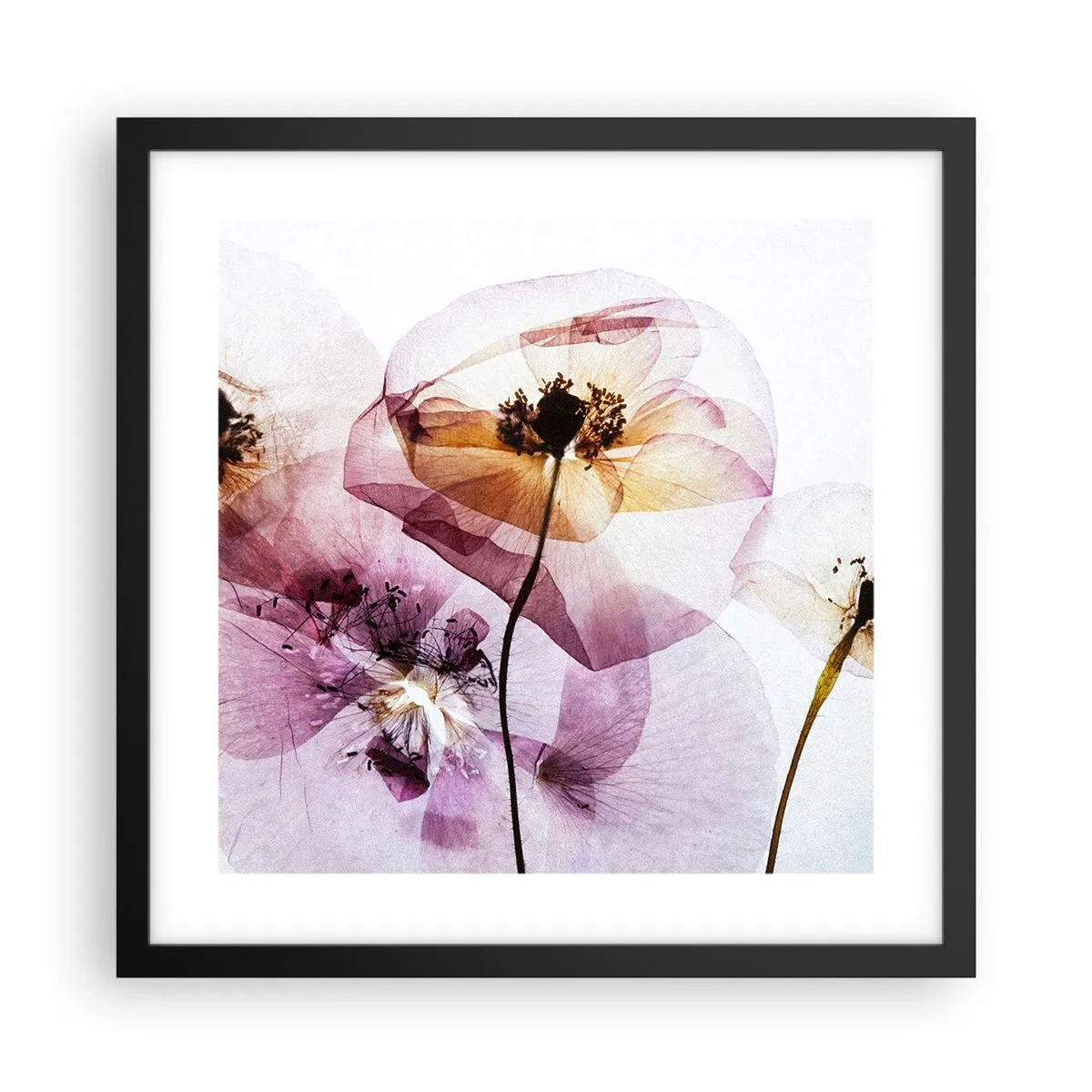 Poster in cornice nera - Fiori trasparenti - 40x40 cm
