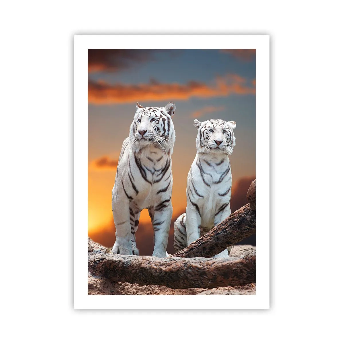 Poster - Tigri bianche contro il sole al tramonto - 50x70cm - Proprio come a Narnia - Decorazione murale moderna per soggiorno e camera da letto ARTTOR
