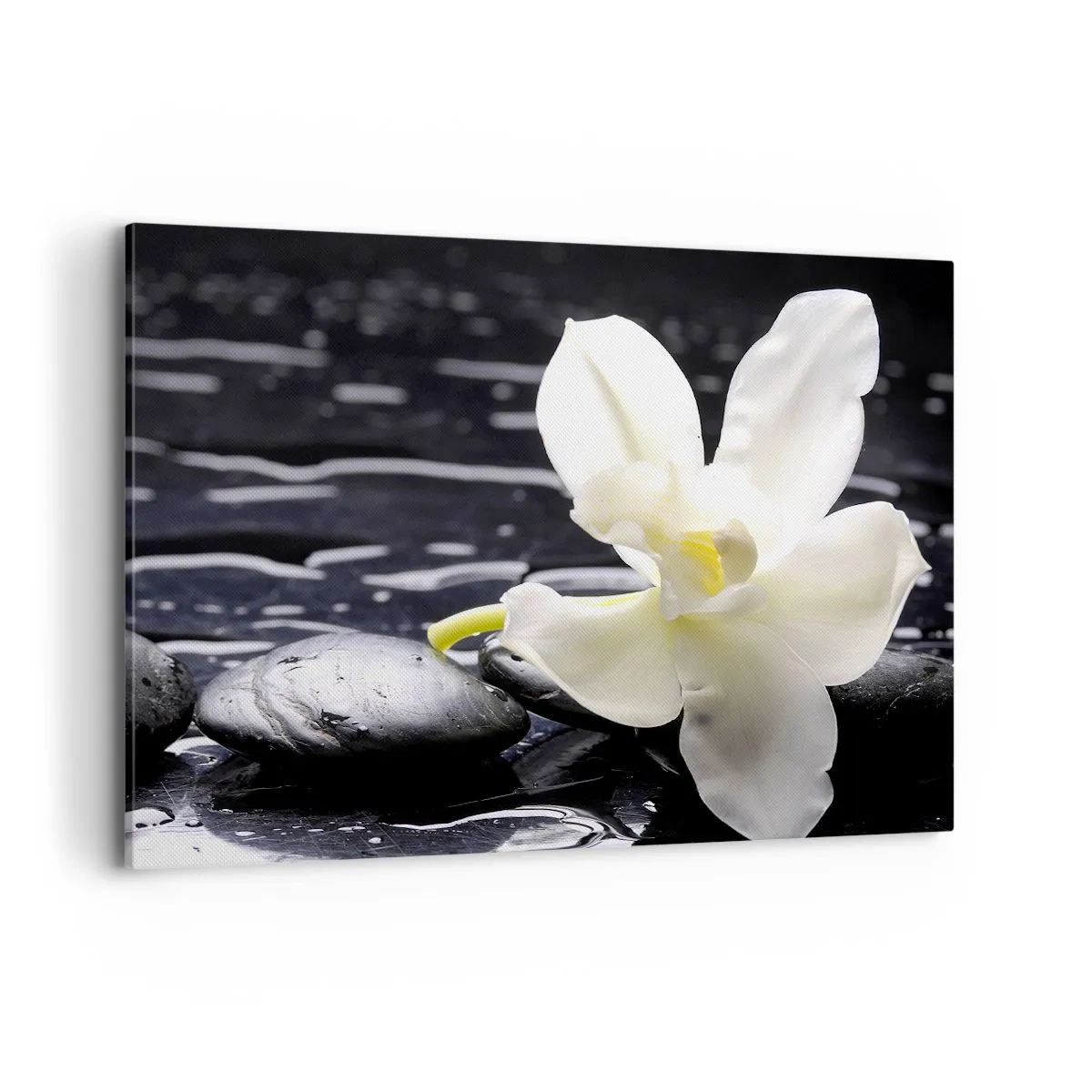 Quadro su tela - Stampe su Tela - Un'orchidea bianca su uno sfondo di pietre nere e acqua. - 100x70cm - Studio in bianco e nero - Decorazione murale moderna per soggiorno e camera da letto ARTTOR