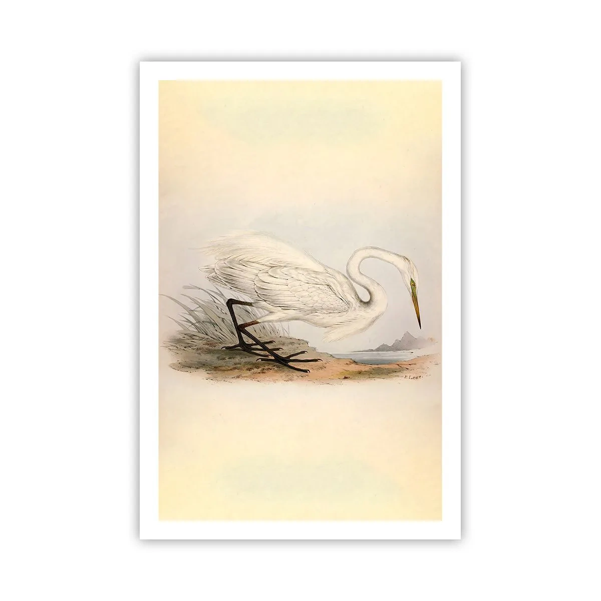 Poster - La signora nel canneto - 61x91 cm
