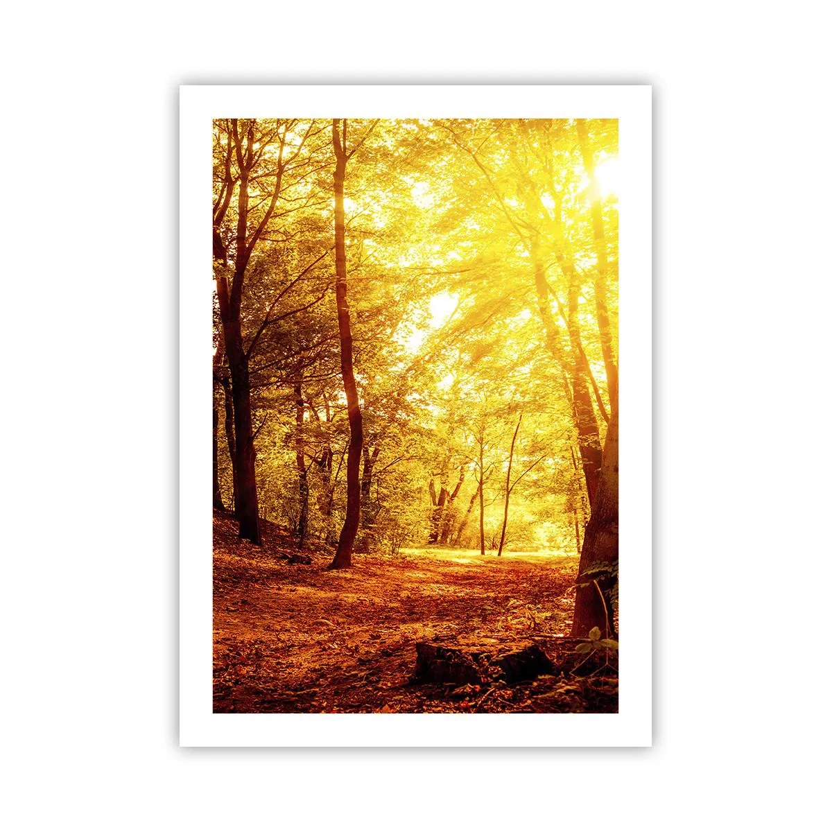 Poster - Tramonto che illumina una foresta autunnale piena di foglie dorate - 50x70cm - Verso la radura dorata - Decorazione murale moderna per soggiorno e camera da letto ARTTOR