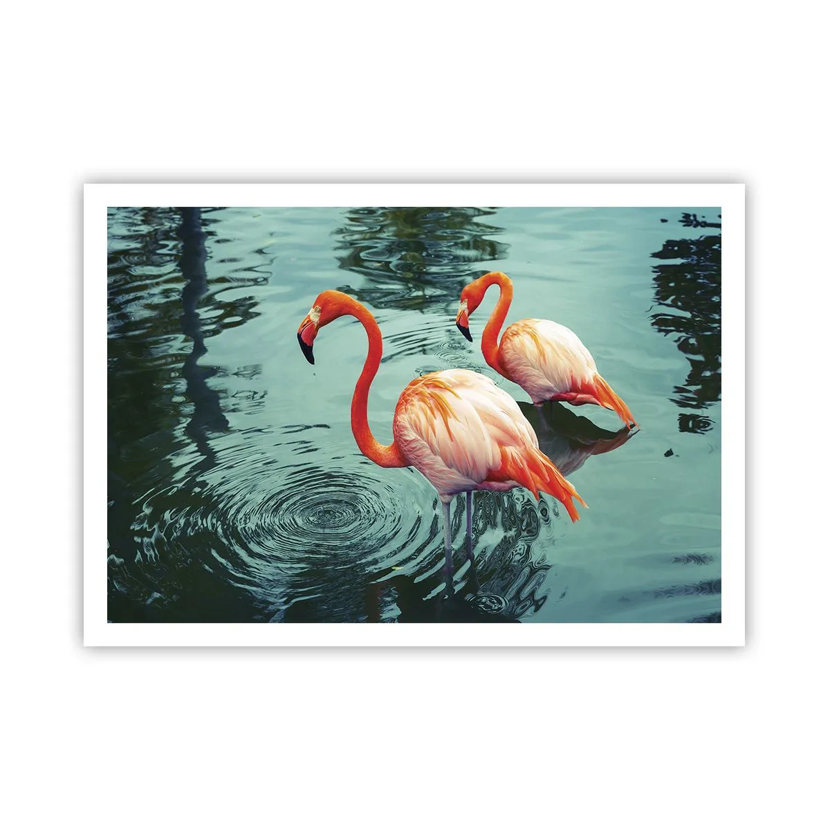 Poster - Due fenicotteri nell'acqua calma riflettono l'ambiente circostante - 100x70cm - Adesso siamo di moda - Decorazione murale moderna per soggiorno e camera da letto ARTTOR