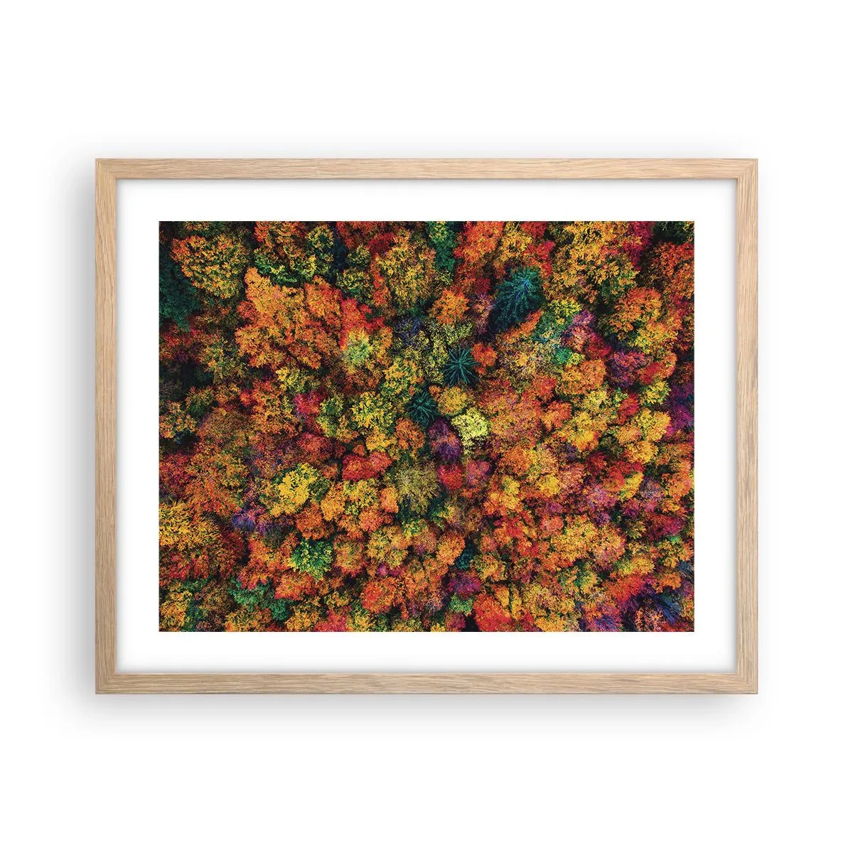 Poster in cornice rovere chiaro - Il bouquet degli alberi d'autunno - 50x40 cm
