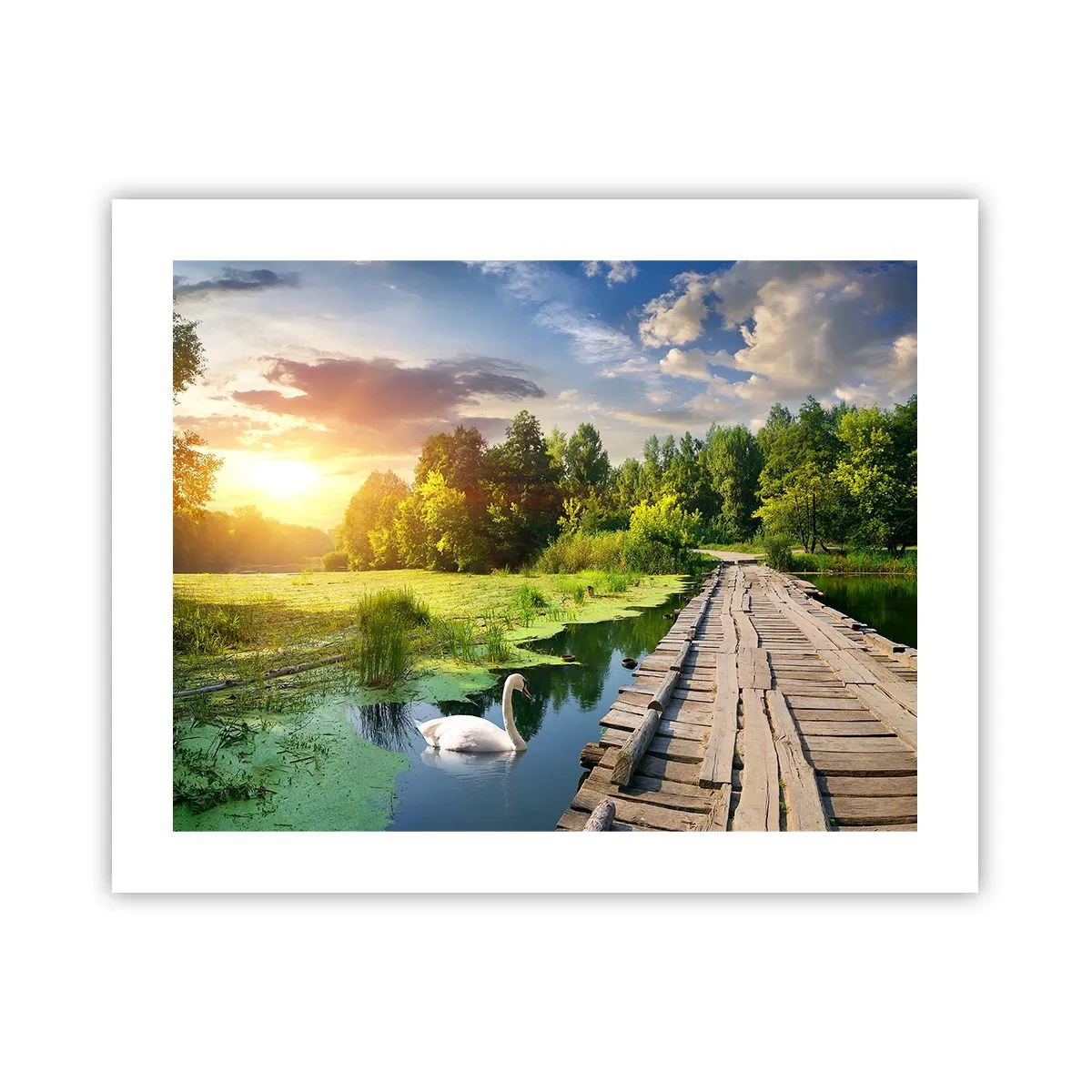 Poster - Estate, estate ovunque - 50x40 cm