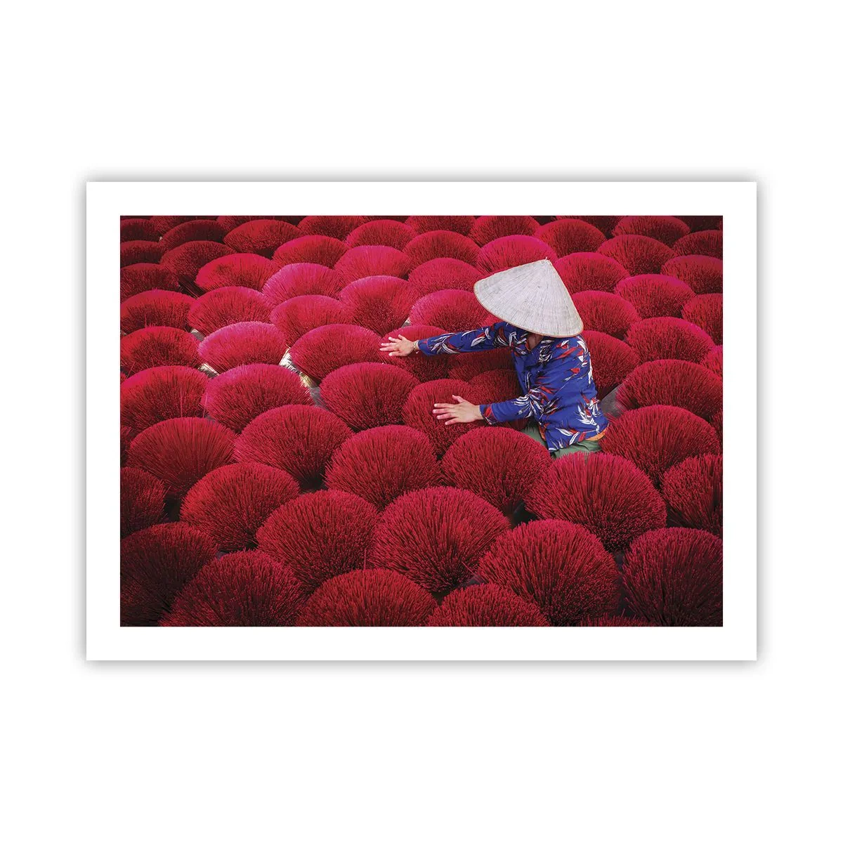 Poster - Nel campo di riso - 70x50 cm