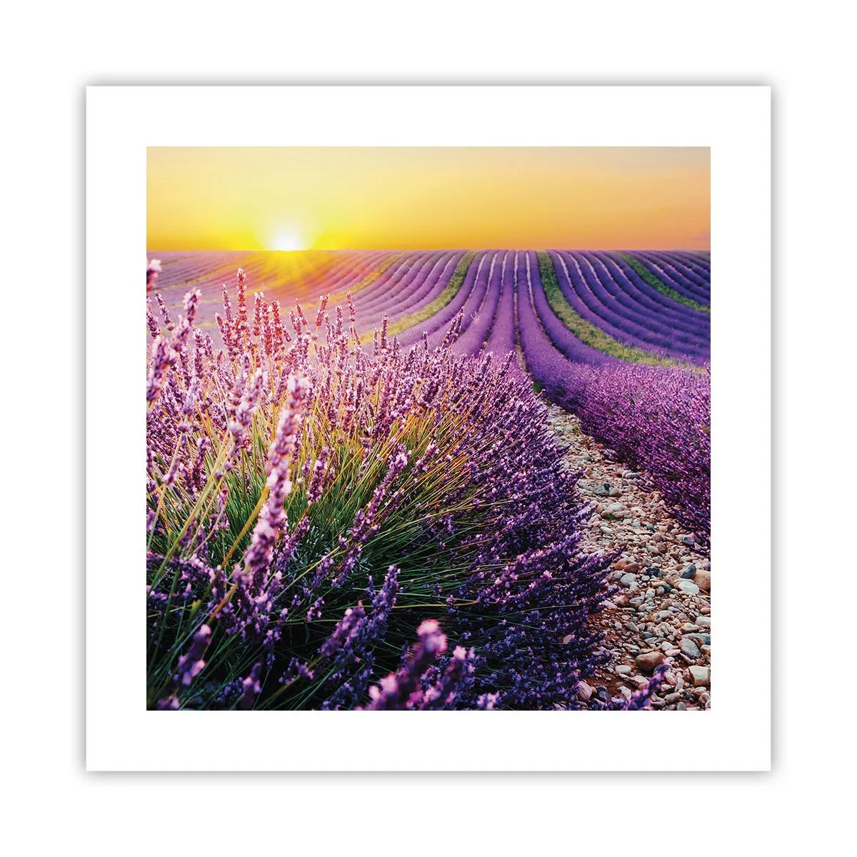 Poster - Campo profumato - 40x40 cm