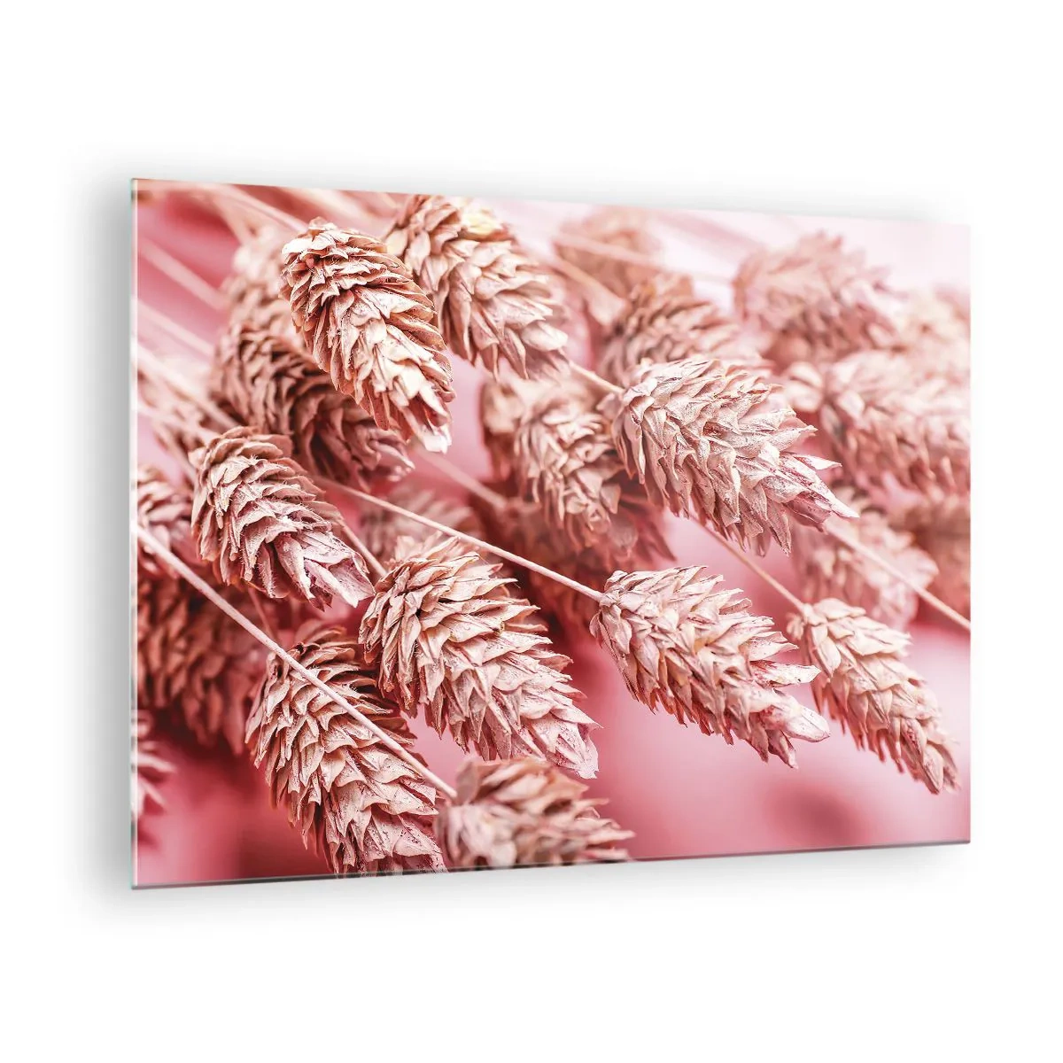 Quadro su vetro - Spighe di mais secche nei toni del rosa su sfondo pastello - 70x50cm - Cascata di fiori in rosa - Decorazione murale moderna per soggiorno e camera da letto ARTTOR