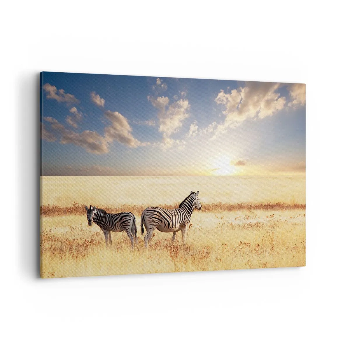 Quadro su tela - Stampe su Tela - Due zebre nella savana sotto i raggi del sole al tramonto - 100x70cm - Allontanati, non disturbare - Decorazione murale moderna per soggiorno e camera da letto ARTTOR