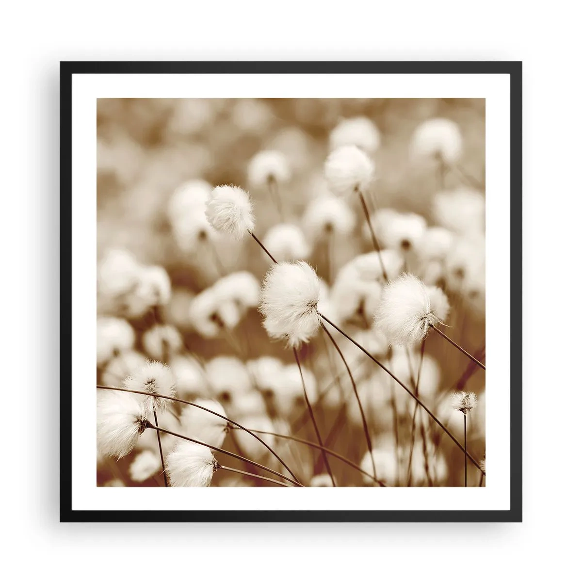 Poster in cornice nera - Campo di morbidezza - 60x60 cm