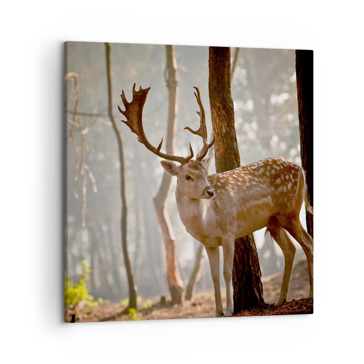 Quadro su tela - Stampe su Tela - La luce della giovinezza - 50x50 cm