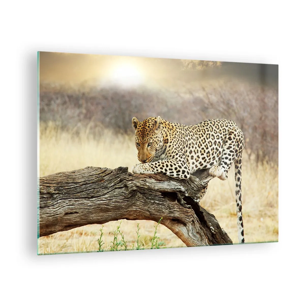 Quadro su vetro - Un leopardo che riposa su un ramo di legno - 70x50cm - Vado per la mia strada - Decorazione murale moderna per soggiorno e camera da letto ARTTOR