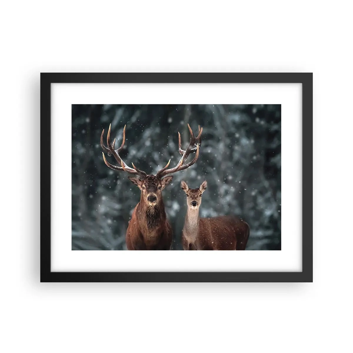 Poster in cornice nera - Il re della foresta con la consorte - 40x30 cm