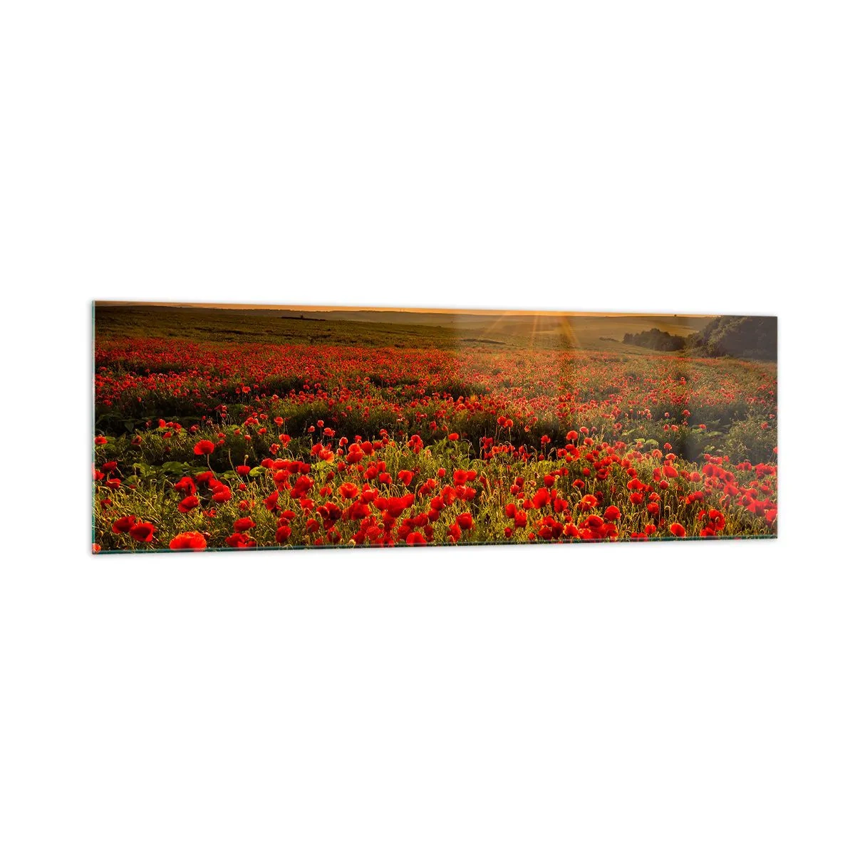 Quadro su vetro - Un campo di papaveri rossi al chiarore del sole al tramonto - 160x50cm - Tra il fruscio delle erbe, in un'esplosione di fiori - Decorazione murale moderna per soggiorno e camera da letto ARTTOR