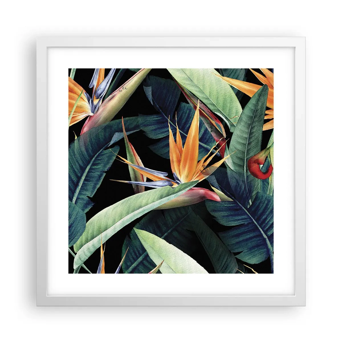 Poster in cornice bianca - I fiori fiammeggianti dei tropici - 40x40 cm