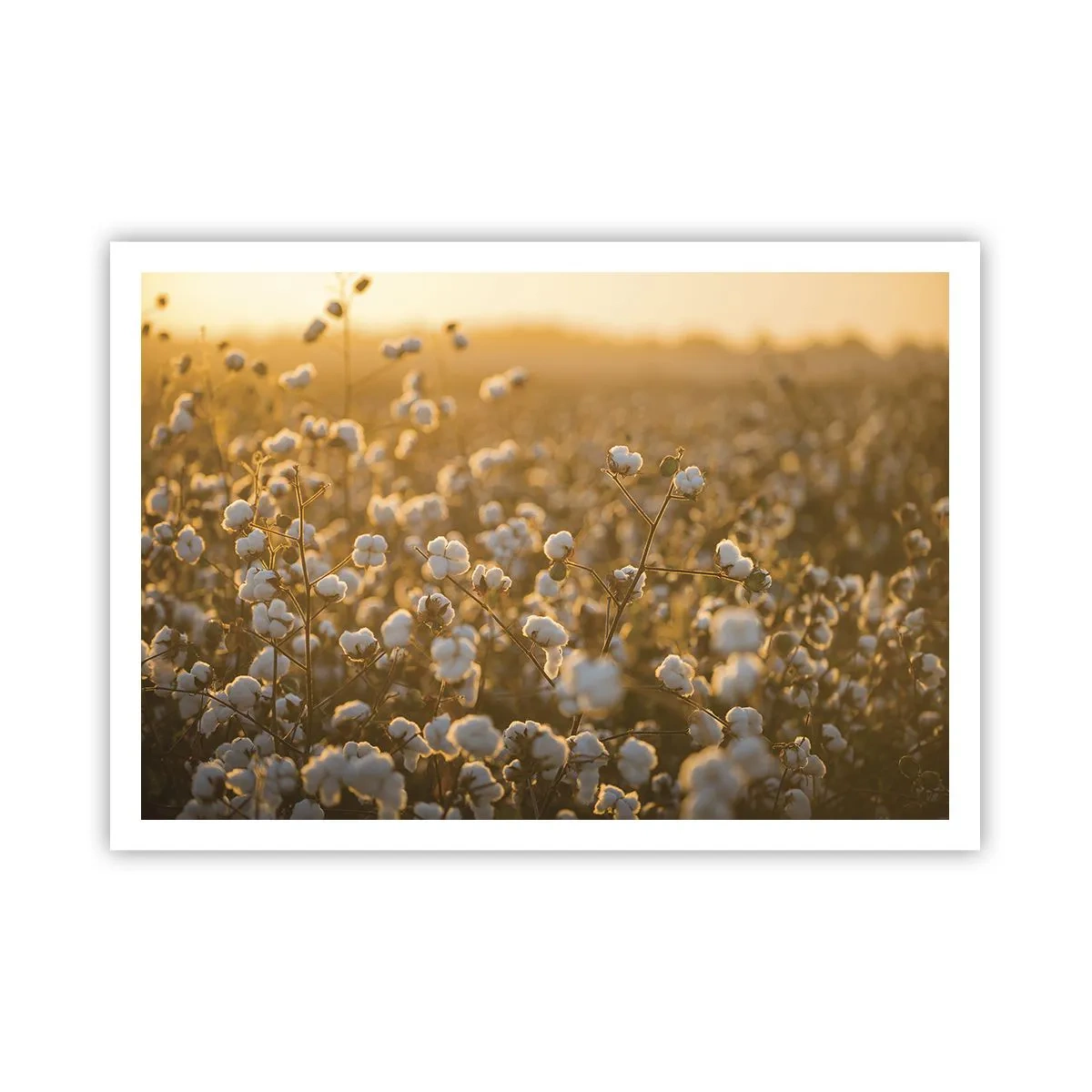 Poster - Un campo di cotone nella calda luce del sole al tramonto - 100x70cm - Campo di morbidezza - Decorazione murale moderna per soggiorno e camera da letto ARTTOR