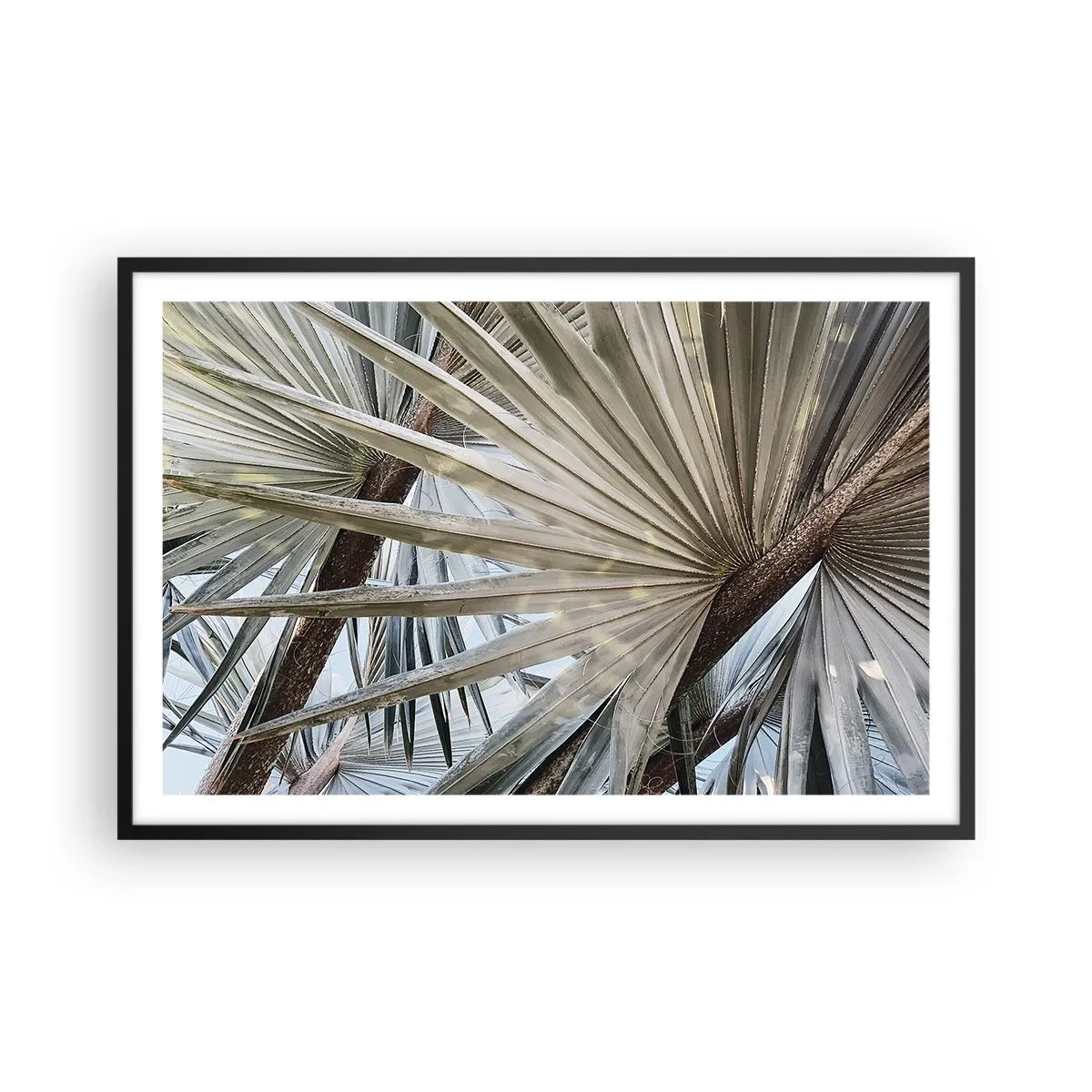 Poster in cornice nera - Ventagli dei tropici - 91x61 cm